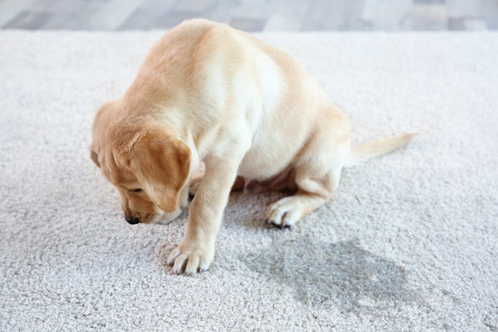 A puppy next to a wet carpet spot as Steamatic of the Red River Valley treats the carpet