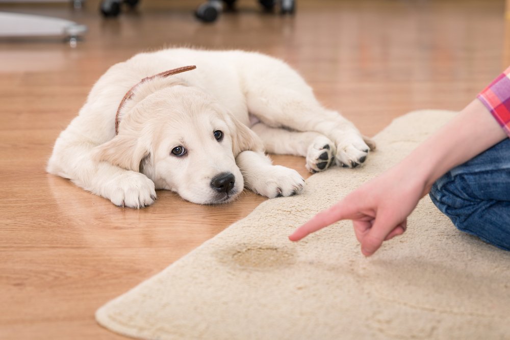 Golden retriever puppy looking guilty at the pee in front of him his owner is pointing at