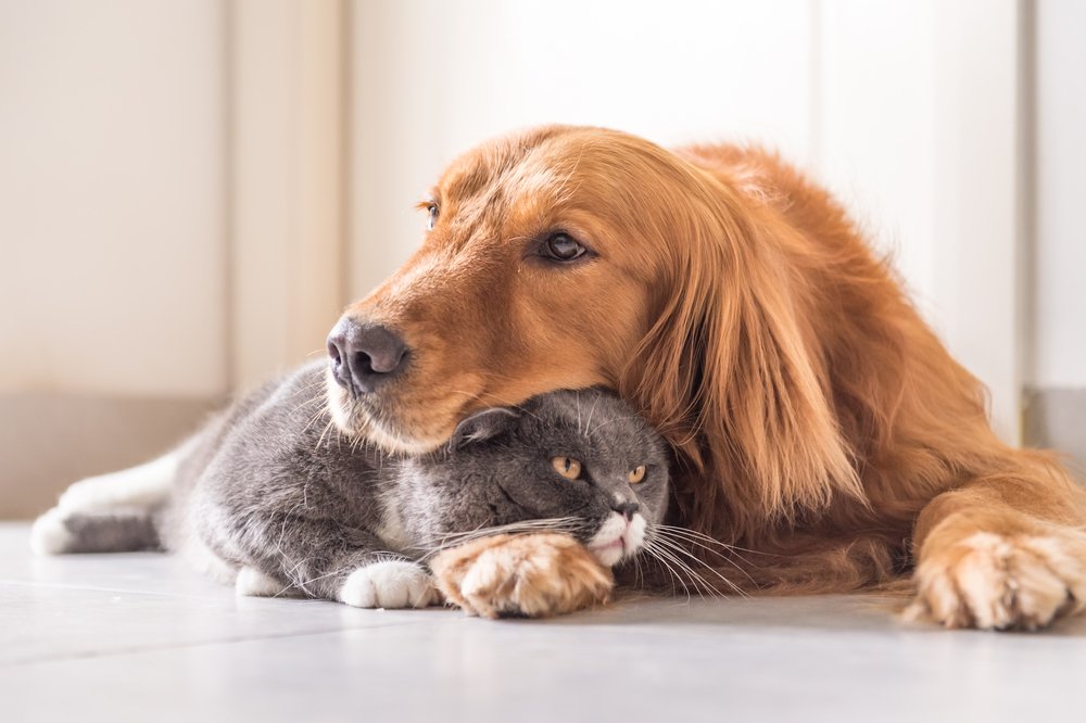 cleaning dog hair