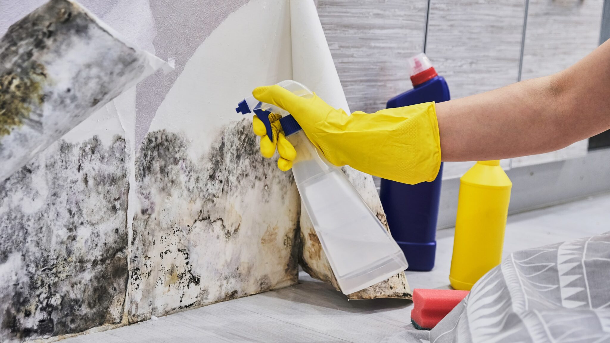 what mold smells like cigarette smoke What does Black Mold Look and Smell Like?