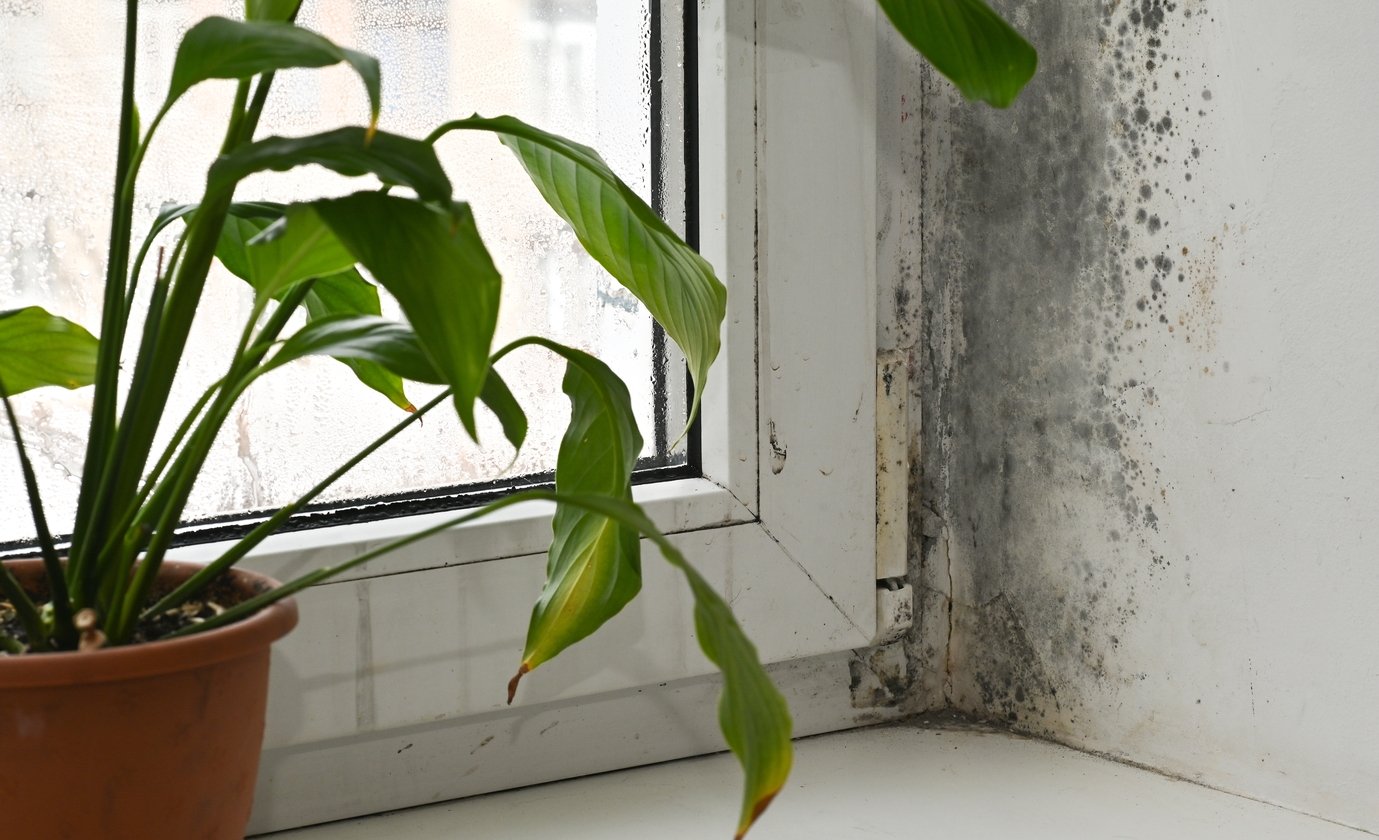 Mold vs Mildew