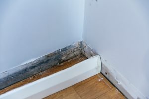 Does insurance cover mold repair.