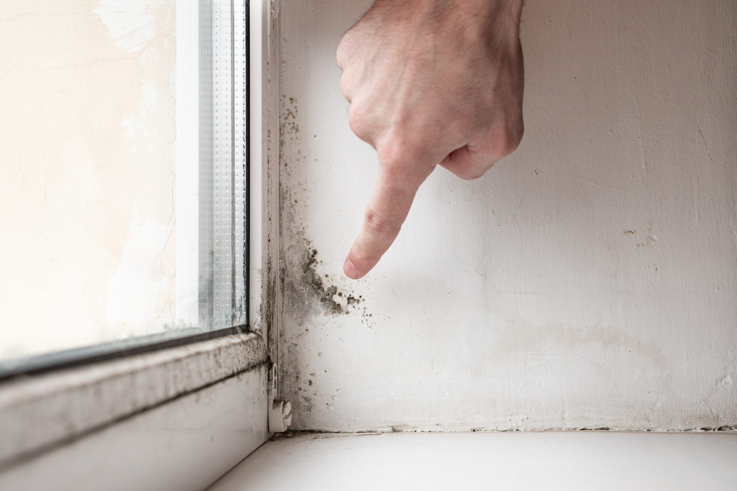 Mold or Dirt? Steamatic of RRV explains the differetnces.